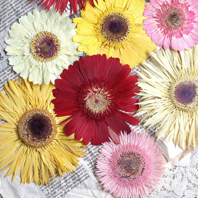 Resin Art Sticker - 1pcs/7-9cm,Pressed Gerbera Dried Flowers Sunshine Color